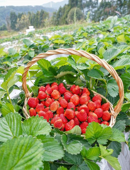 【2025～攀枝花.露天冬草莓🍓】 商品图1