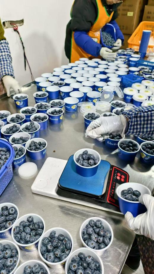 【会员21.5/盒】云南抚仙湖花香蓝莓杯 果径18mm+ 100g/杯 商品图14