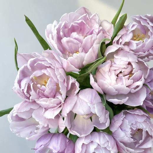 重瓣郁金香丨蓝莓布丁丨10支 商品图1