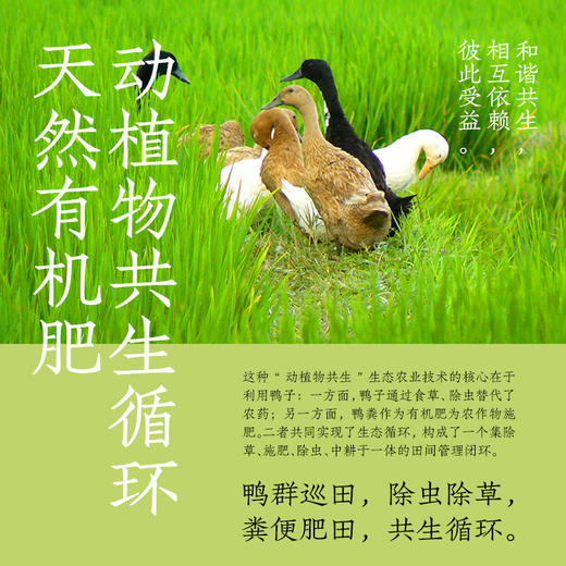 双有机鸭稻米2.5kg 商品图2