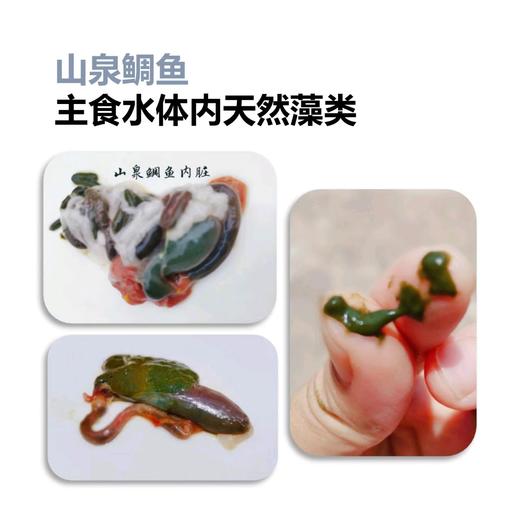 山泉鲷鱼 商品图11