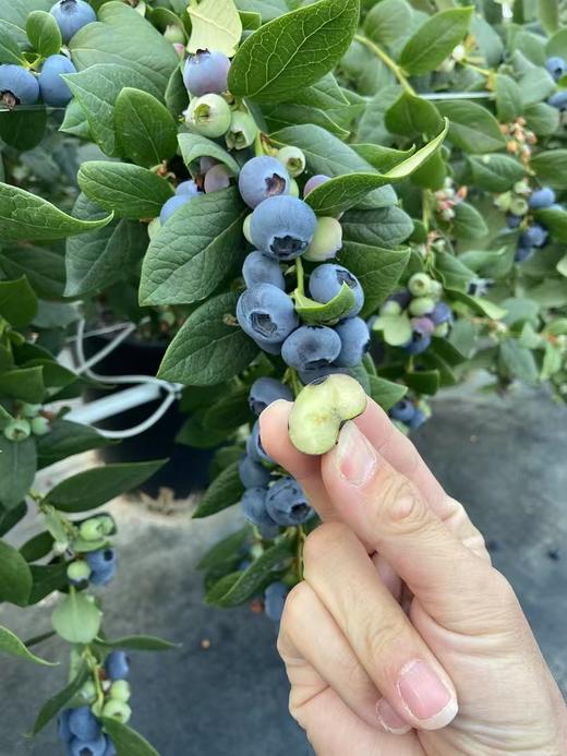 【会员21.5/盒】云南抚仙湖花香蓝莓杯 果径18mm+ 100g/杯 商品图7