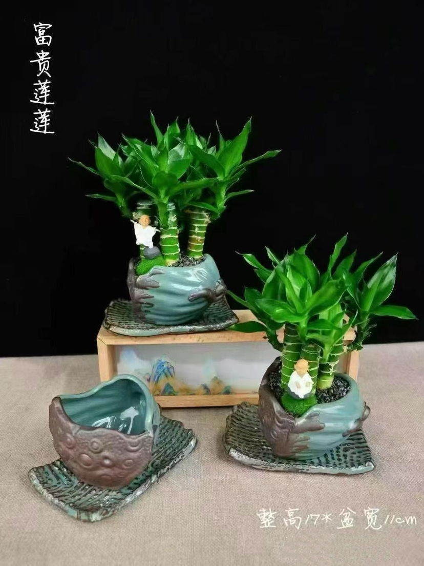 富贵莲莲小盆景🪴29.9（现货，下单即可到店自提）