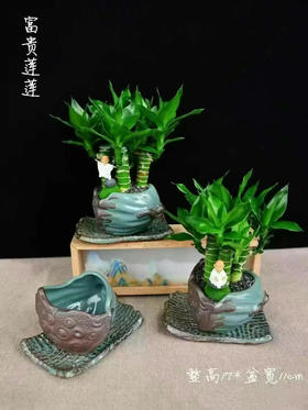 富贵莲莲小盆景🪴29.9（现货，下单即可到店自提）