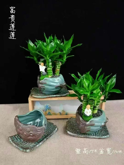 富贵莲莲小盆景🪴29.9（现货，下单即可到店自提） 商品图0