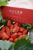【2025～攀枝花.露天冬草莓🍓】 商品缩略图2