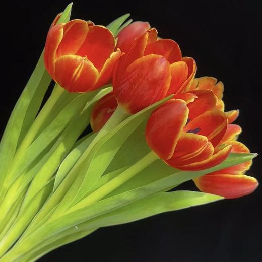 郁金香丨岩浆丨10支 商品图1