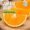湖北秭归九月红橙8-9斤大果彩箱装【分仓直发，72小时发货，周末节假日不发货】 商品缩略图3