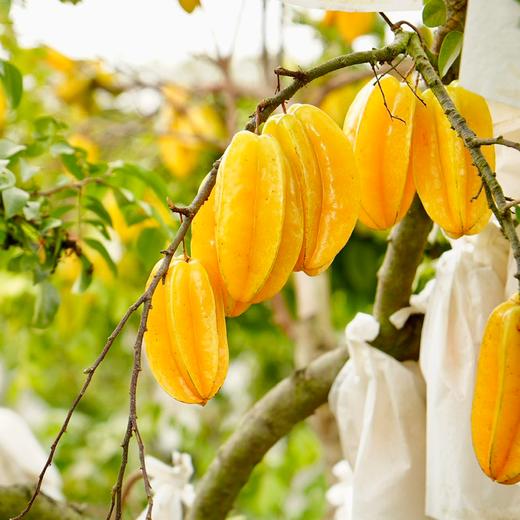 马来西亚杨桃丨品种源自马来西亚，产地广东，八成熟采摘，脆嫩酸甜，杨桃尖尖甜度会高一些⭐️顺丰陆运 商品图3