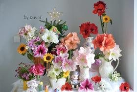 【朱顶红鲜切】品种图鉴看这篇就够啦！