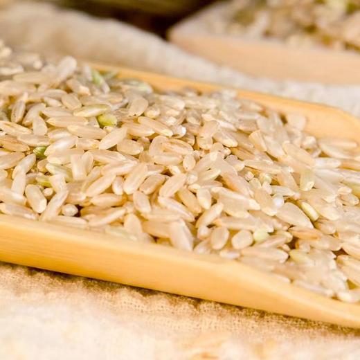 自然农法糙米 | 1kg/2.5kg/5kg 颗粒饱满 口感香糯 煮饭煮粥打浆 粗粮主食 自然农耕 我自然 商品图3