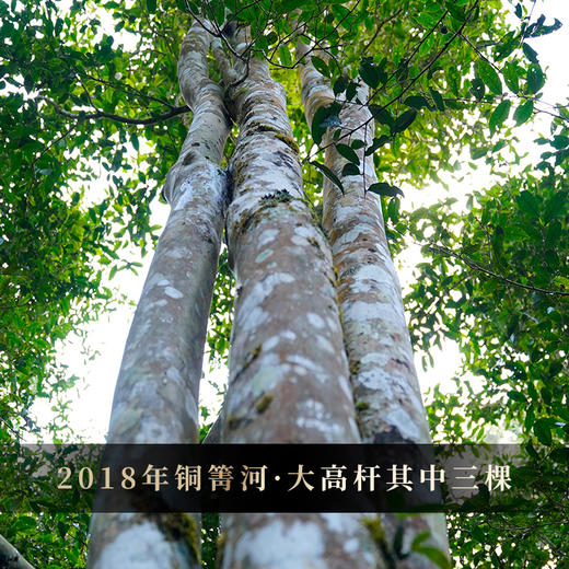 【號票】2018年铜箐河高杆茶界天花板发烧友茶友高端圈的传说顶级藏品，357克/饼*5 商品图7