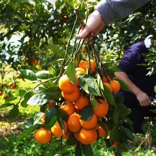 武当蜜橘干（350克一袋，三袋一份） 商品图1