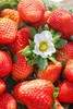 【2025～攀枝花.露天冬草莓🍓】 商品缩略图3