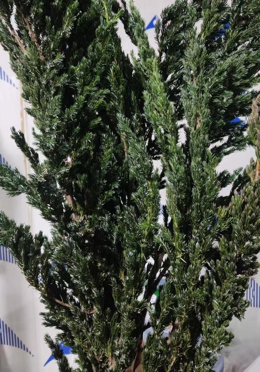 叶材 | 蓝边柏 商品图0