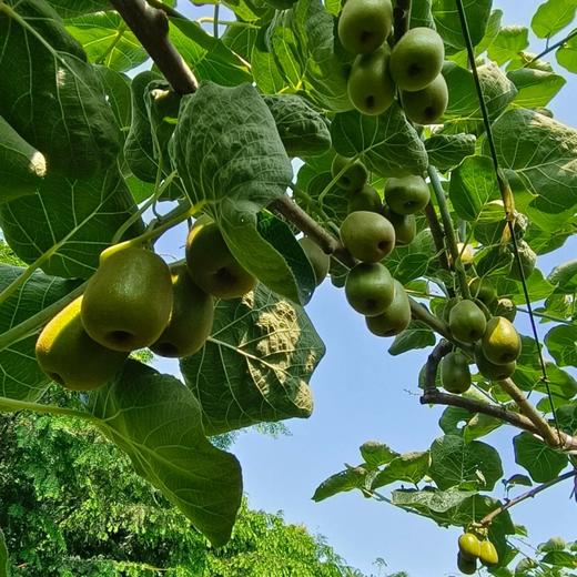【巴蜀出品，必属精品】来自猕猴桃核心种植区 黄心/红心猕猴桃，一次吃到两种口感 奇异果 金果 现摘现发 满满维C 商品图5