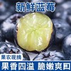 云南有机种植蓝莓  蓝莓鲜果 精选蓝莓王 商品缩略图2