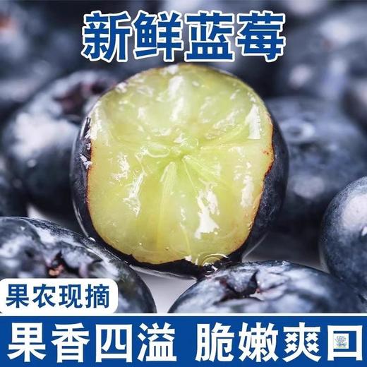 云南有机种植蓝莓  蓝莓鲜果 精选蓝莓王 商品图2