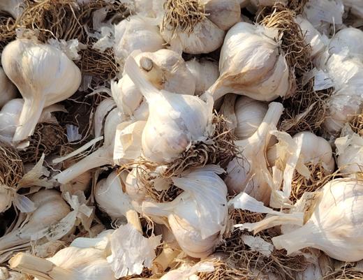 合作 | 生态山东大蒜 250g（时令到了，由于没有科技和狠货，发芽是正常的） 商品图1