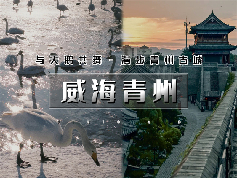 元旦3日【青州威海】网红威海一半浪漫一半山海-与天鹅共舞-漫步青州古城