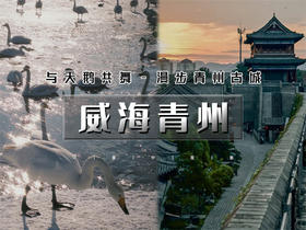 元旦3日【青州威海】网红威海一半浪漫一半山海-与天鹅共舞-漫步青州古城