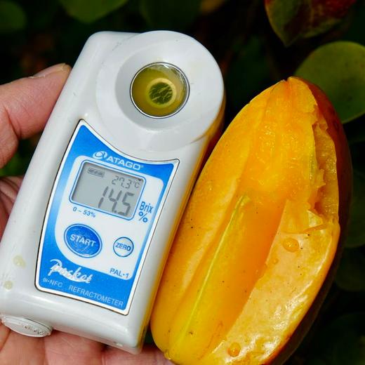 马来西亚杨桃丨品种源自马来西亚，产地广东，八成熟采摘，脆嫩酸甜，杨桃尖尖甜度会高一些⭐️顺丰陆运 商品图6