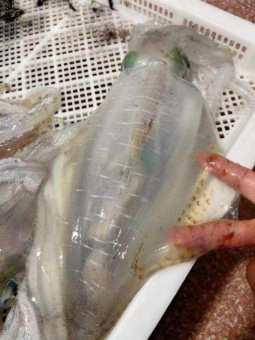 & 鱿鱼🦑中的贵族，软丝管🦑。肉质厚实，鲜甜爽脆！无胆固醇，痛风也可放心吃！ 商品图4