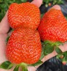 周五取货：【新鲜草莓】一盒15粒左右，形美味甜，柔嫩多汁 商品缩略图2