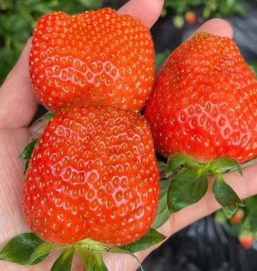 周五取货：【新鲜草莓】一盒15粒左右，形美味甜，柔嫩多汁 商品图2