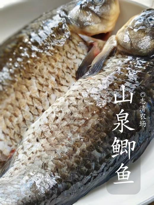 山泉鲫鱼 商品图0