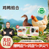 【杨博士 鸡鸭组合】杨博士散养无抗土鸡或土鸭（单只净重1.8-2.5斤/只） 商品缩略图0