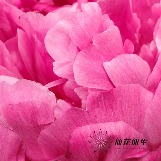 新西兰花材 | 芍药红沙拉 red sarah 商品图4