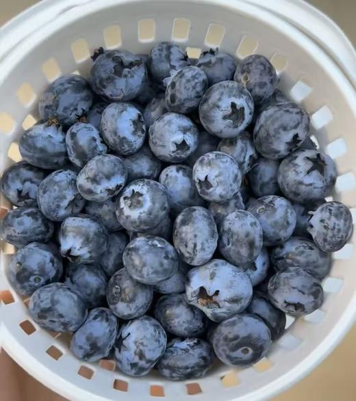 周六取货：【寻源季云南高山鲜蓝莓】一篮净重500克左右，新鲜，甜度高，汁水饱满，果肉细腻。 商品图6