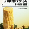 北优天赐 东北黑土地黄黑甜糯玉米（单根12-14cm） 商品缩略图3
