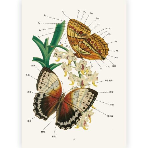 蝶之恋:博物画中的蝴蝶 商品图2