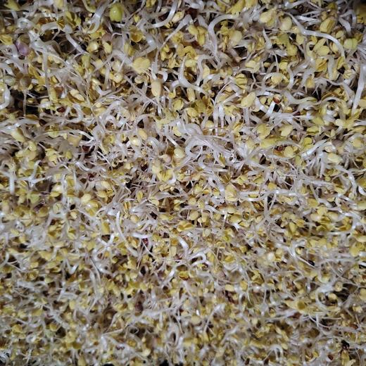 三彩萝卜芽 商品图2