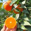 【雷波脐橙】四川大凉山雷波脐橙 新鲜水果现摘整箱 商品缩略图1