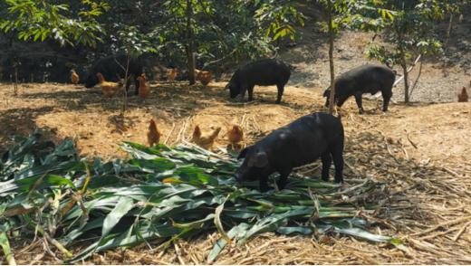 “华味记”香肠 传统杭派风格 3:7肥瘦比 肥而不腻 商品图8