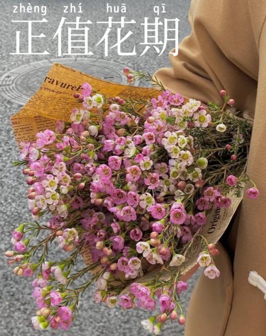 【吉家欢澳洲腊梅玻璃钻石瓶】生活需要仪式感， 隆冬到来时，百花迹己绝，惟有腊梅破，凌雪独自开-BXG 商品图2