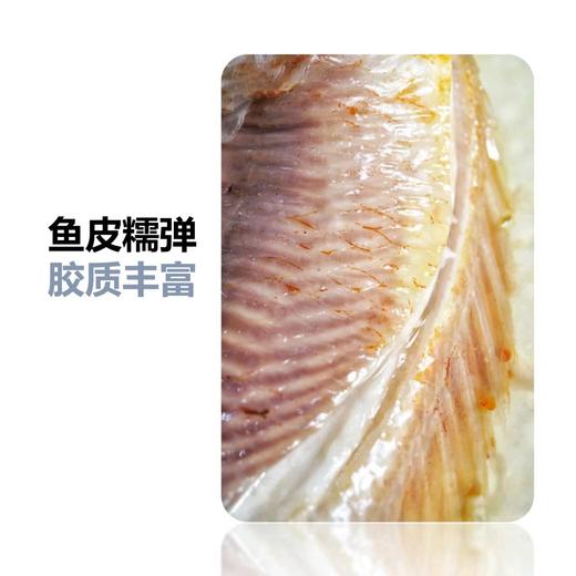 山泉鲷鱼 商品图8