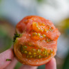 【塔塔蜜水果番茄】西红柿皮脆肉滑 酸甜可口 水果番茄味浓郁 带青肩 可以生吃的番茄 商品缩略图0