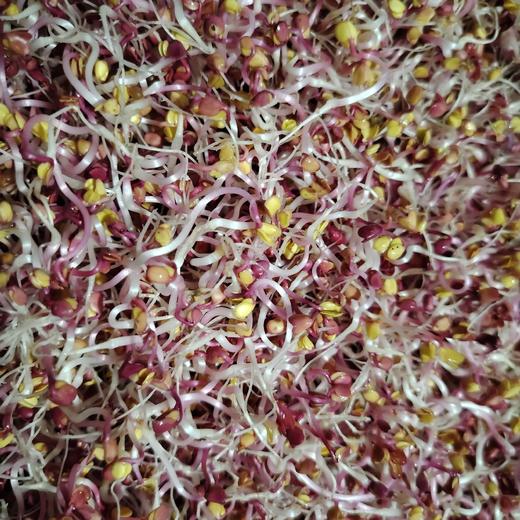 三彩萝卜芽 商品图1