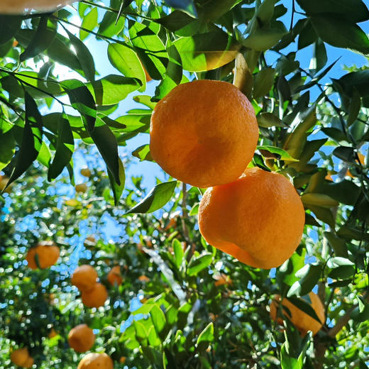 柑橘双鲜组合||椪柑与纽荷尔阳光香橙  果肉饱满 鲜甜多汁 自然好味 云南大理直发 商品图6