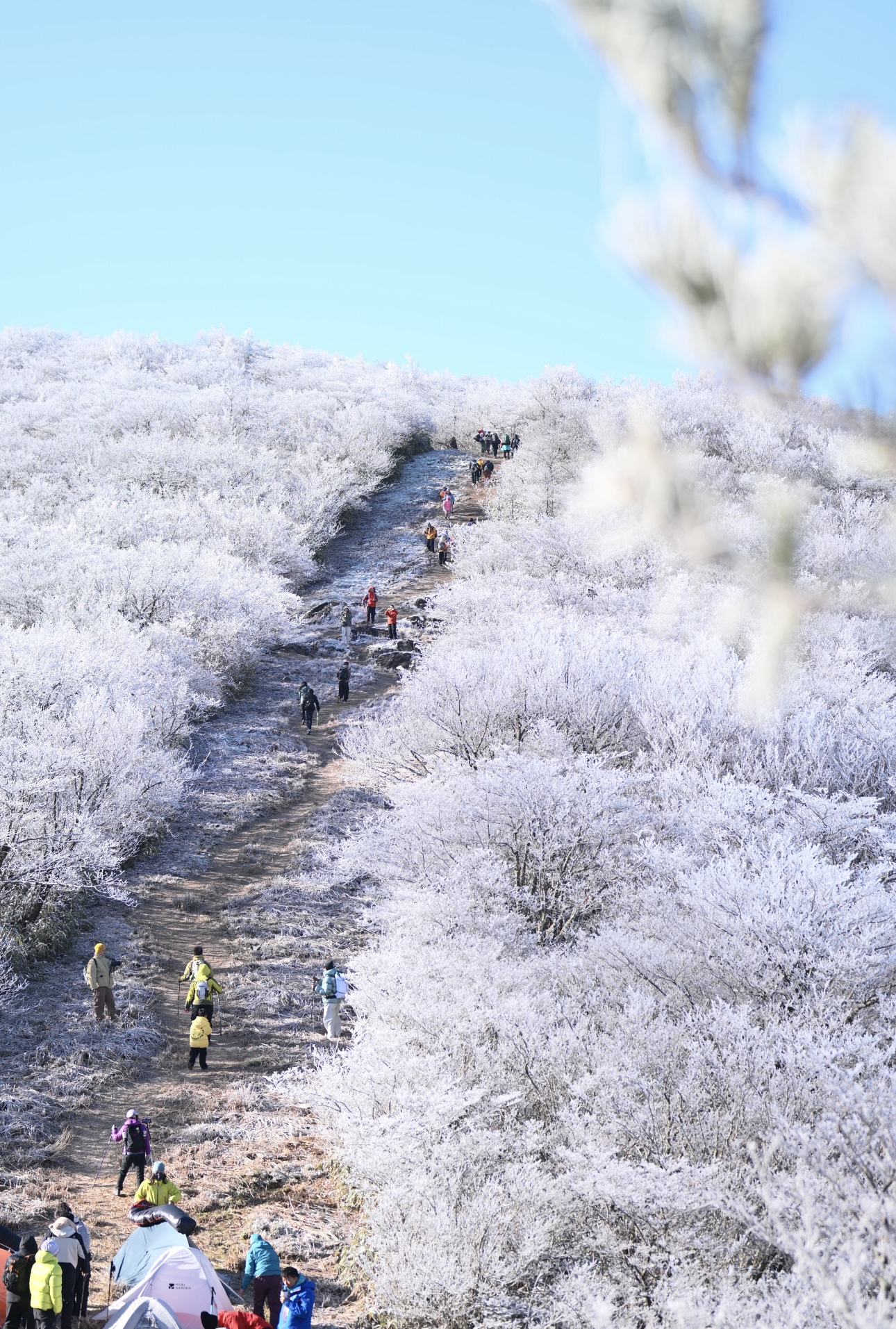 【桐杭岗】登天目七尖之桐杭岗，赏冰川树挂×林海雪原