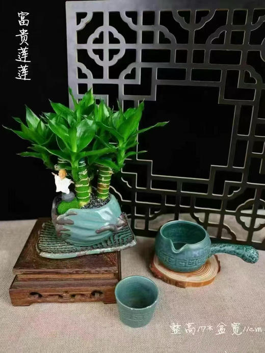 富贵莲莲小盆景🪴29.9（现货，下单即可到店自提） 商品图1