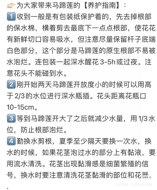 现货A级白色马蹄莲一扎10支 支长75厘米 商品图1