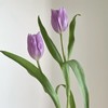 郁金香丨普罗旺斯丨10支 商品缩略图1