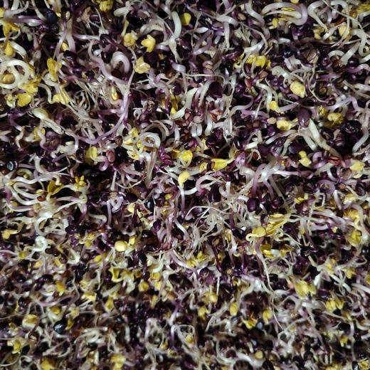 三彩萝卜芽 商品图3