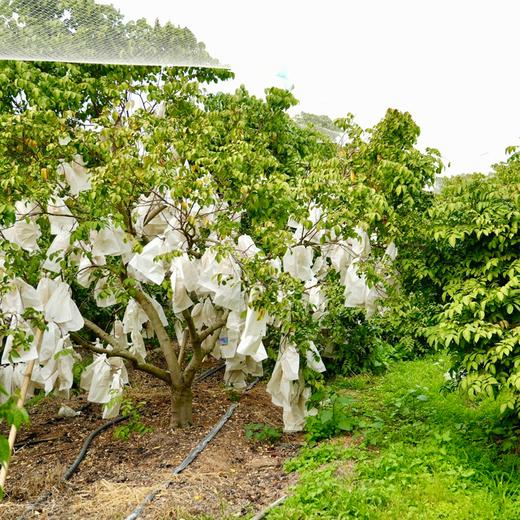 马来西亚杨桃丨品种源自马来西亚，产地广东，八成熟采摘，脆嫩酸甜，杨桃尖尖甜度会高一些⭐️顺丰陆运 商品图7