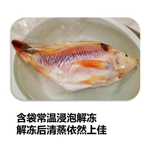 山泉鲷鱼 商品图6